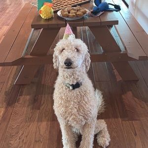 Meet your Posher, Izzy